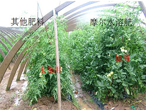 【寿光大棚】西红柿使用大量水溶肥料增产对比