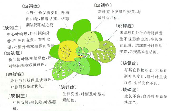 玉米的营养特性与缺素诊断
