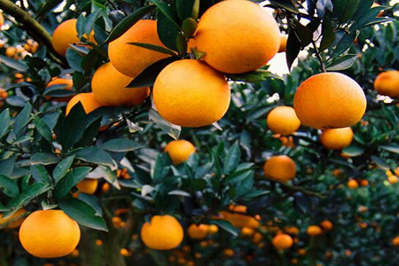 柑橘用什么水溶肥好及水溶肥施用指南