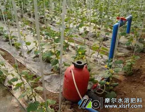 水溶肥和冲施肥有什么区别?正确用法介绍