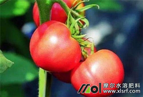 番茄膨大期施肥效果