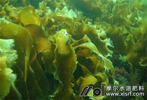 海藻类植物做肥料