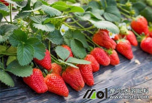 草莓腊月是否用水溶肥